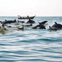 گشت جزیره قشم با راننده بومی.|تور و چارتر|درگهان, |دیوار