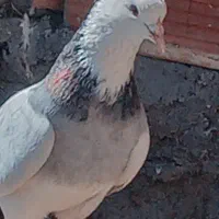 طوق سور نر کلاهی