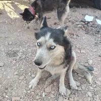 هاسکی جفت با توله|سگ|تهران, والفجر (افسریه)|دیوار