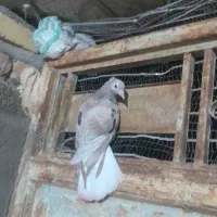 یک جفت هفت رنگ دم سفید جوجه یه آقال|پرنده|کاشمر, |دیوار