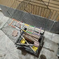 قفس عروس هلندی|لوازم جانبی حیوانات|شاهینشهر, شهرک ردانی پور|دیوار