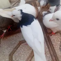 کبوتر و جوجه مینا|پرنده|سبزوار, باهنر|دیوار