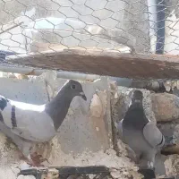 کفتر پلاکی جفت