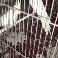 جفت عروس هلندی|پرنده|بندر ماهشهر, |دیوار