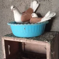 کبوتر تزیینی