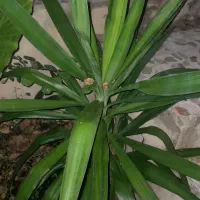 تعدادی گیاه یوگا و بابا آدم|گل و گیاه طبیعی|گتاب, |دیوار