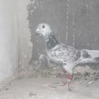 سوسکی سبز|پرنده|تربتحیدریه, فتح المبین|دیوار