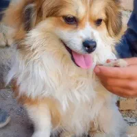 سگ پاکوتاه پیکینیز معاوضه با چیزی که به کارم بیاد|سگ|زنجان, |دیوار