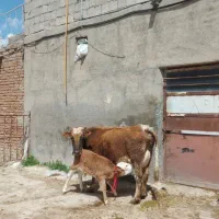 گاو شیری با گوساله سیمنتال نر .خود مراغه