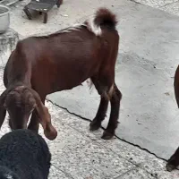 بز ماه با نر|حیوانات مزرعه|بندر ماهشهر, |دیوار