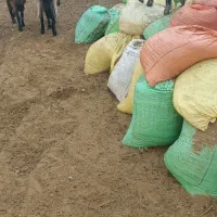 بزغاله نر چاق