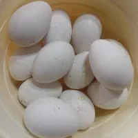 تخم قوغاز مصرف خانگی