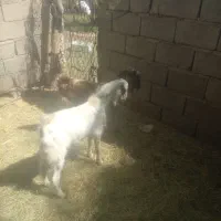 تروشت فروشی|حیوانات مزرعه|مهرستان, |دیوار