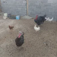 بوقلمونروماده|حیوانات مزرعه|ماهدشت, |دیوار