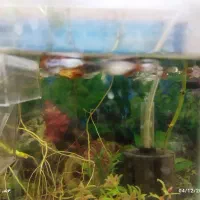 فروش ماهی گوپی نر