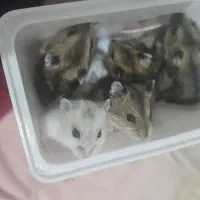 فروش همستر کمپل|موش و خرگوش|تهران, گرگان|دیوار