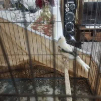 قناری ماده اماده مست|پرنده|بهارستان, |دیوار