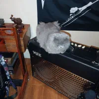 آمپلیفایر VOX VT100 (Electric Guitar Amplifier)