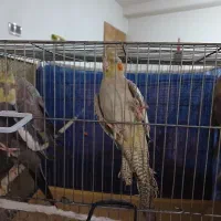 عروس هلندی فروشی