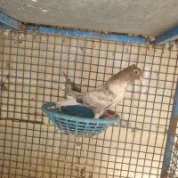 جوجه رنگی