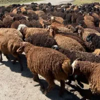 گوسفند قربانی وخونریزی جهت مراسمات موجوداست.