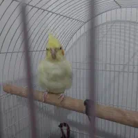 عروس نر و ماده|پرنده|لنگرود, |دیوار