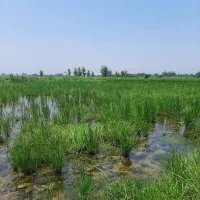 زمین-شالیزاری