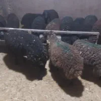 بره وزن ۳۵ تا ۴۰ کیلو تضمینی|حیوانات مزرعه|هشتگرد, تهران دشت|دیوار