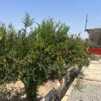 زیر قیمت ۲۲۲۶ متر باغ انار با ۴۰۰ متر سوله