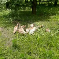 بوقلمون دونه ای۳میلیون