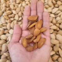بادام مامایی و سنگی ارگانیک مستقیم از باغدار|خوردنی و آشامیدنی|اصفهان, کوی گلزار|دیوار