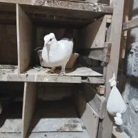 کبوتر دم سیاه|پرنده|املش, |دیوار