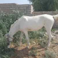 مگطوع|اسب و تجهیزات اسب‌سواری|اهواز, اسماعیلیه|دیوار