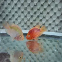 آکواریوم کامل دلسا همراه با ماهی|ماهی|فردیس, شهرک وحدت|دیوار