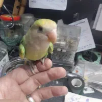 طوطی برزیلی جوجه ۳ ماهه دستی رام هفت رنگ