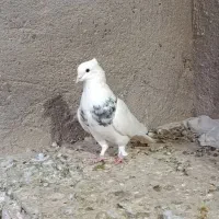 طوقی|پرنده|مشهد, ارشاد|دیوار