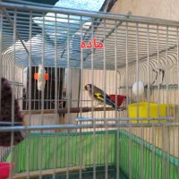 یک جفت سهره سالم وسرحال،روبه مستی|پرنده|شهرضا, |دیوار