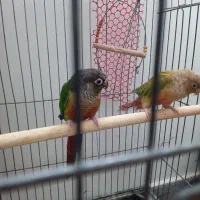 تک و جفت فروخته می‌شود