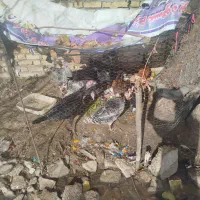 بوقلمون سرحال