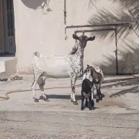 بز صلاله کل دوقلوزا هیکلی