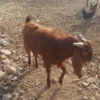 نربز پاکستانی ۶ماه|حیوانات مزرعه|اسفرورین, |دیوار