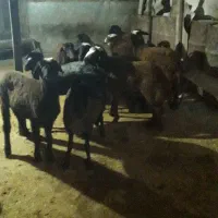 ۱۲عدد  بره فروشی قیمت مناسب