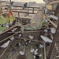 25تا گرفتنی بلندی برج یجایی
