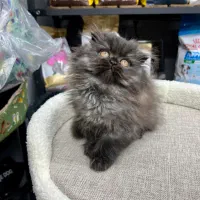 اسکاتیش سیلورچاکلت موبلند