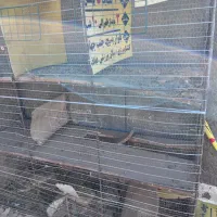 قفس۹جفته کفتر