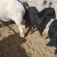 بزغاله نر چاق|حیوانات مزرعه|زاهدان, |دیوار