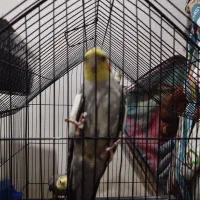 طوطی عروس هلندی|پرنده|بندر ماهشهر, |دیوار