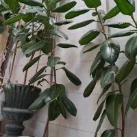 گل فیکوس به ارتفاع یک مترو نیم الی  دو متر