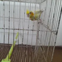 عروس هلندی نر|پرنده|مشهد, رده|دیوار