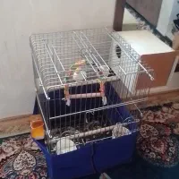 عروس هلندی|پرنده|کرج, اکبرآباد|دیوار